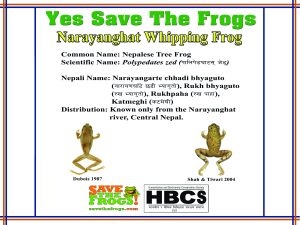 Save the Frogs