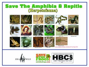 Amphibians and Reptiles