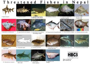 Threatened Fishes in Nepal 2022