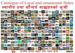 Nepal Fishes 2022