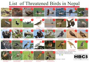 Threatened Birds in Nepal 2023