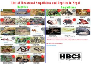 HBCS- Amphibians and Reptiles (small)